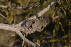 Banksia prionotes