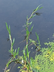 Catabrosa aquatica