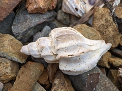 Boreotrophon candelabrum