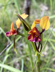 Diuris magnifica