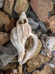 Boreotrophon candelabrum