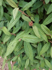 Viburnum rhytidophyllum