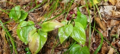 Maianthemum bifolium