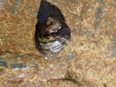 Littorina brevicula
