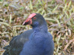 Porphyrio melanotus