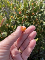 Pterocelastrus tricuspidatus