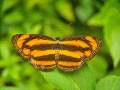 Pantoporia paraka