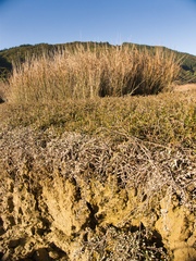 Samolus repens repens