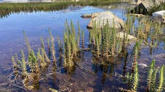 Hippuris vulgaris