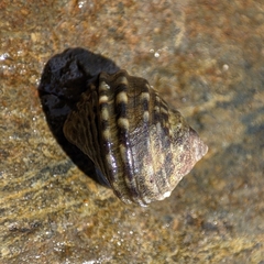 Littorina brevicula