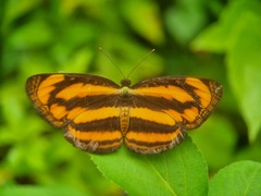 Pantoporia paraka