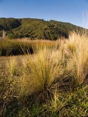 Austrostipa stipoides