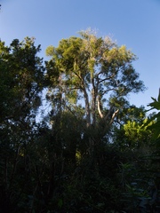 Passiflora tetrandra