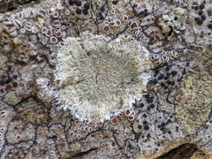 Xanthoparmelia conspersa