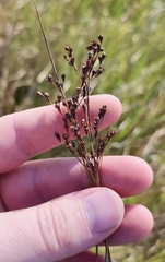 Juncus gerardi