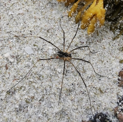 Mitopus morio