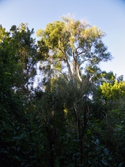 Passiflora tetrandra