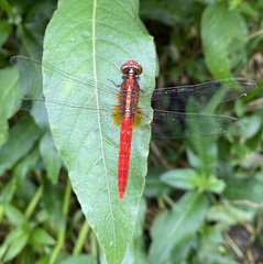 Rhodothemis rufa