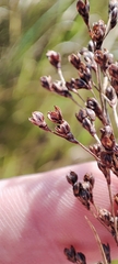 Juncus gerardi