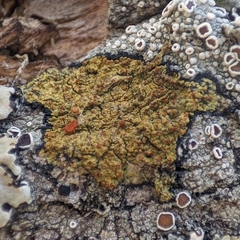 Teloschistaceae