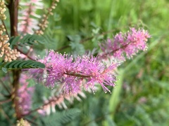 Mimosa dysocarpa