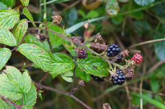 Rubus