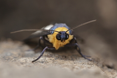 Macrobrochis prasena