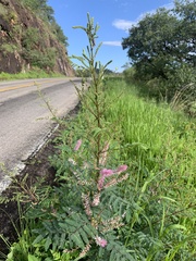 Mimosa dysocarpa