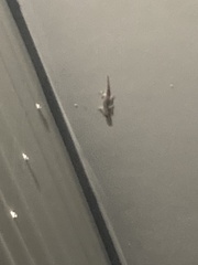 Gekkota