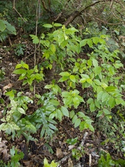 Geniostoma ligustrifolium