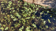 Ranunculus hyperboreus