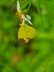 Eurema sari