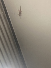Gekkota