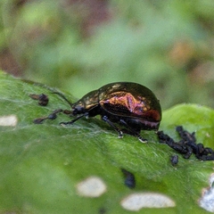 Chrysolina