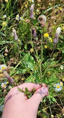 Cirsium arvense integrifolium