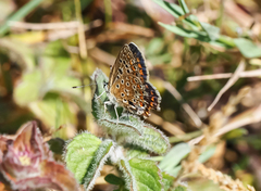 Polyommatus icarus