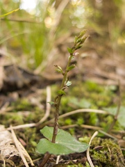 Acianthus sinclairii
