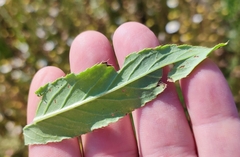 Cirsium arvense integrifolium