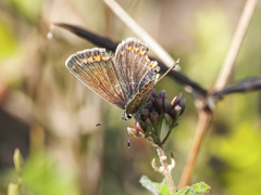 Polyommatus icarus