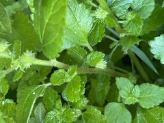 Didymodoxa capensis capensis