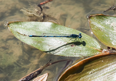 Erythromma lindenii