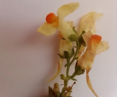 Linaria acutiloba
