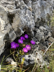 Lampranthus ceriseus