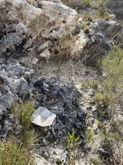 Lampranthus ceriseus