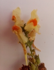 Linaria acutiloba