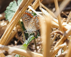 Polyommatus thersites