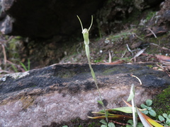 Pterostylis nana