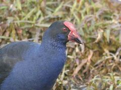 Porphyrio melanotus