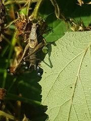 Pholidoptera griseoaptera