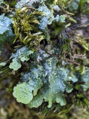 Punctelia subrudecta